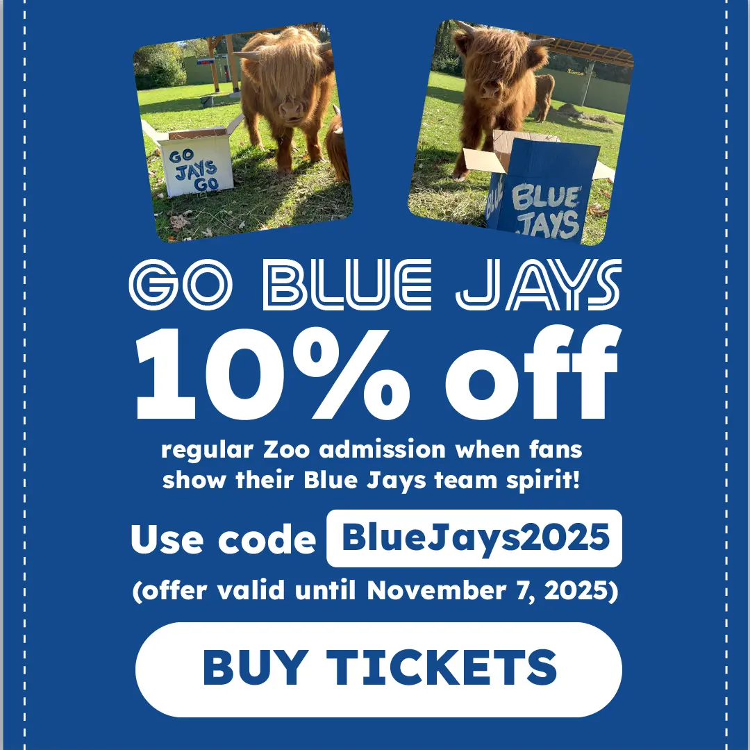 GO BLUE JAYS - 10% off - regular Zoo admission when fans show their Blue Jays team spirit! - Use code BlueJays2025 - (offer valid until November 7, 2025) - Buy Tickets