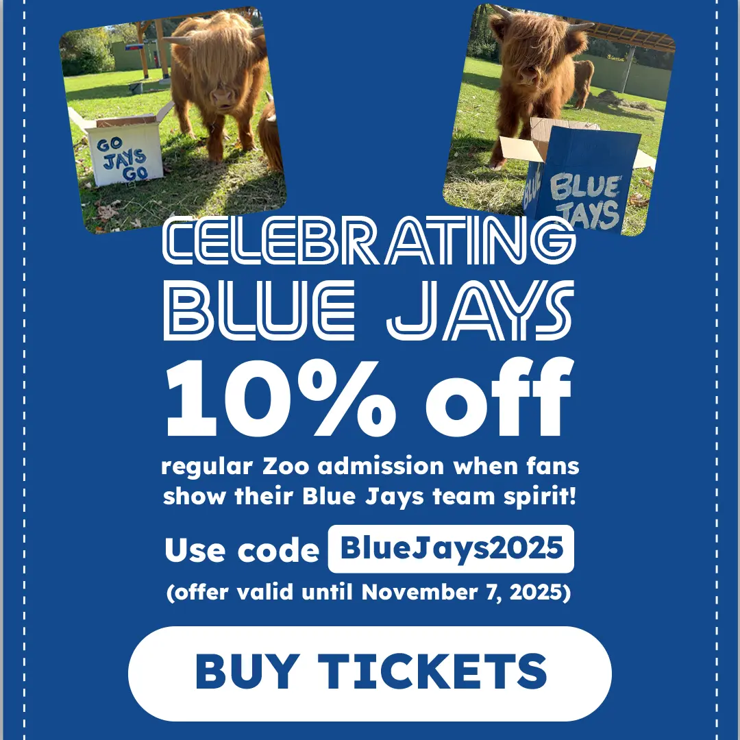 GO BLUE JAYS - 10% off - regular Zoo admission when fans show their Blue Jays team spirit! - Use code BlueJays2025 - (offer valid until November 7, 2025) - Buy Tickets