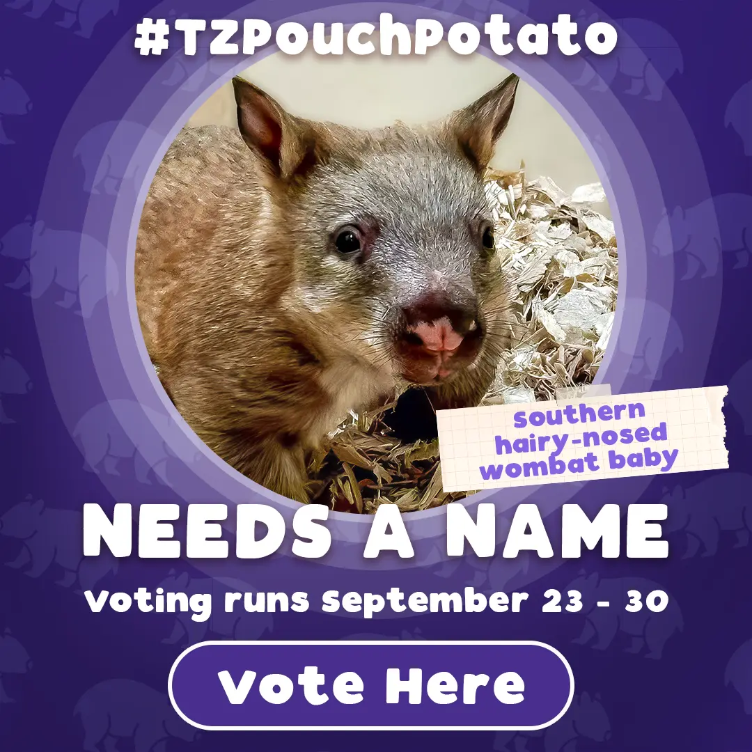 #TZPouchPotato Needs a Name - Voting runs September 23-30 - Vote Here
