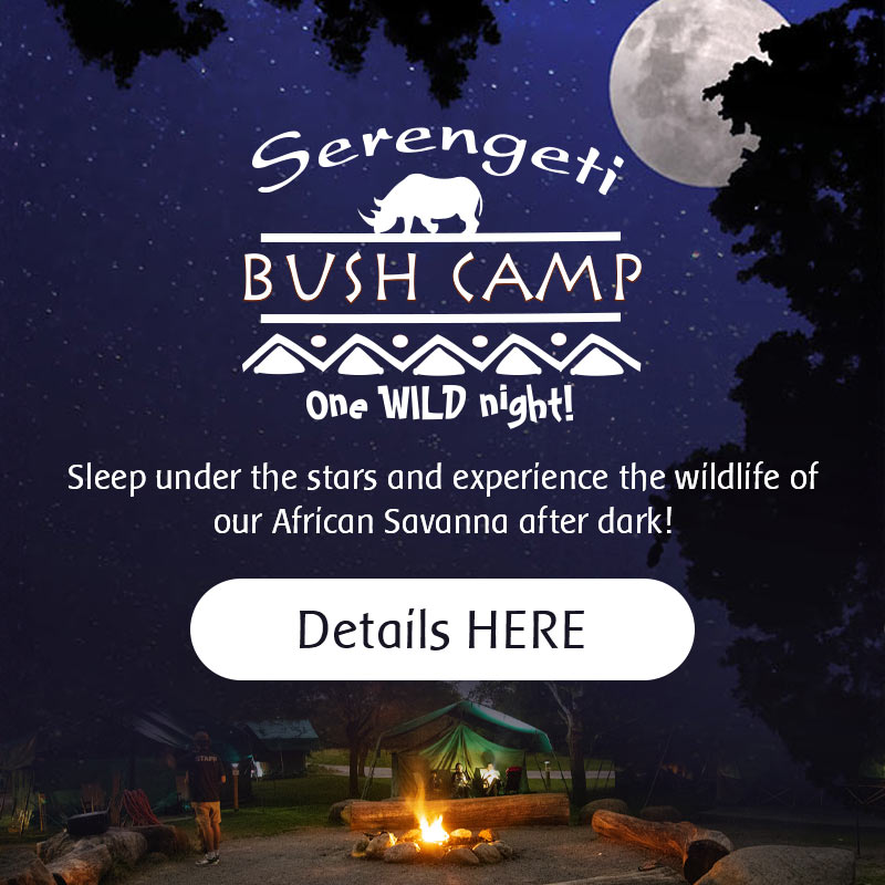 Bush Camp - Sleep under the stars and experience the wildlife of our African Savanna after dark! - Details Here
