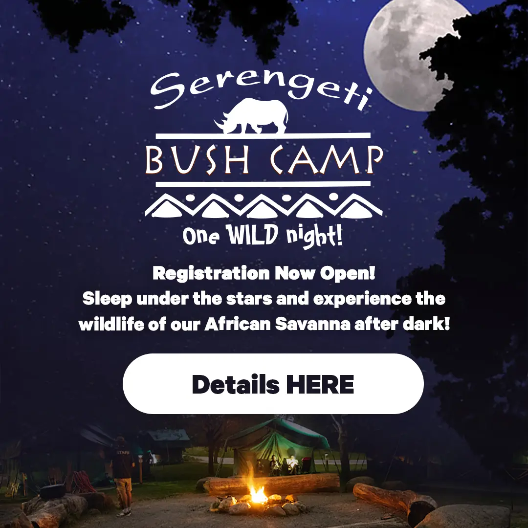 Serengeti Bush Camp - One Wild Night! - Registration Now Open! Sleep under the stars and experience the wildlife of our African Savanna after dark! - Details Here