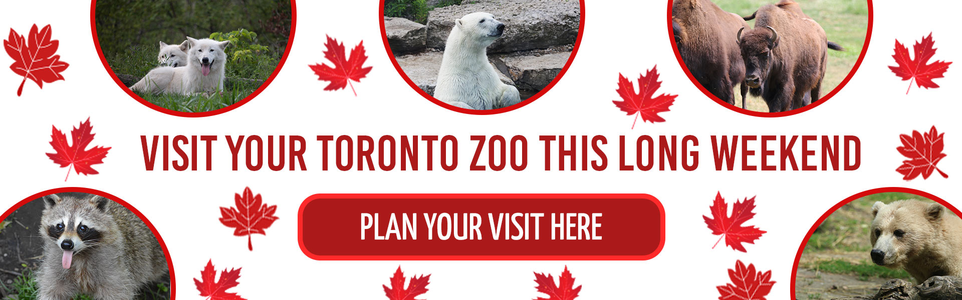 Visit your Toronto Zoo this long weekend