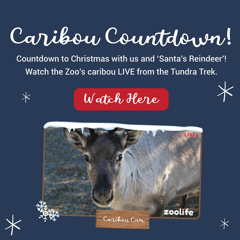 Caribou Countdown! - Countdown to Christmas with us and 'Santa's Reindeer'! Watch the Zoo's caribou LIVE from the Tundra Trek. - Watch HERE
