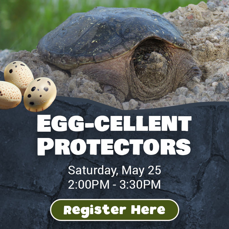 Egg-Cellent Protectors - Saturday, May 25 - 2:00PM-3:30PM  - Register Here
