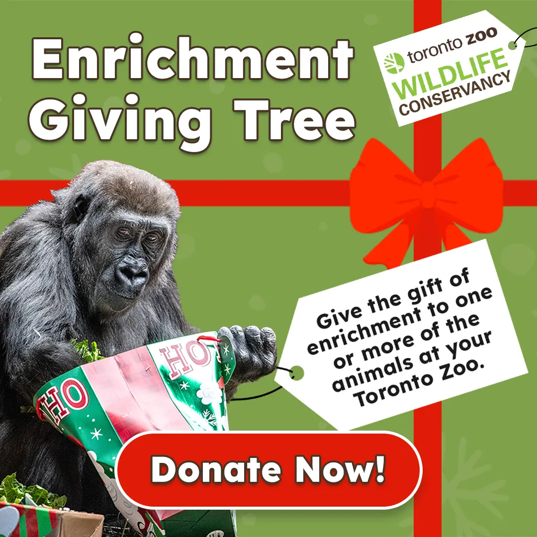Toronto Zoo Wildlife Conservancy - Enrichment Giving Tree - Give the gift of enrichment to one or more of the animals at your Toronto Zoo - Donate Now!