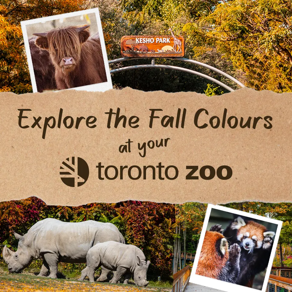 Explore the Fall Colours at your Toronto Zoo