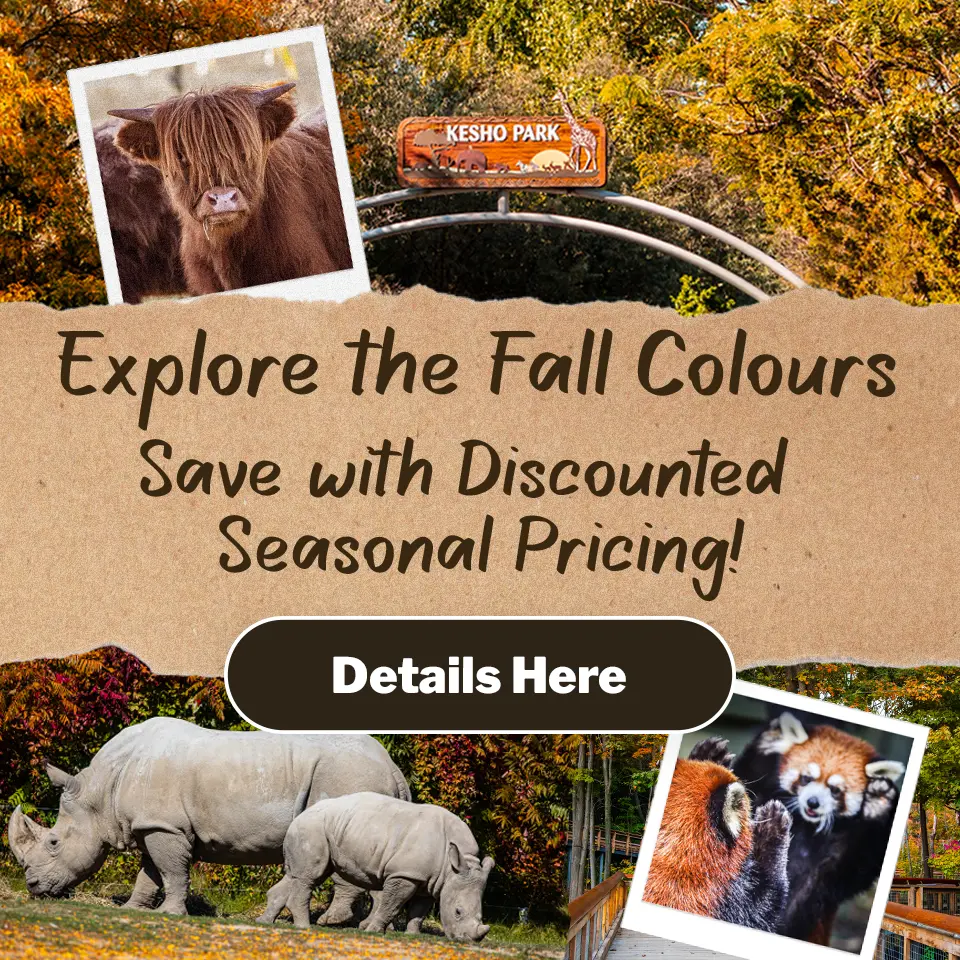 Explore the Fall Colours - Save with Discounted Seasonal Pricing! - Details Here