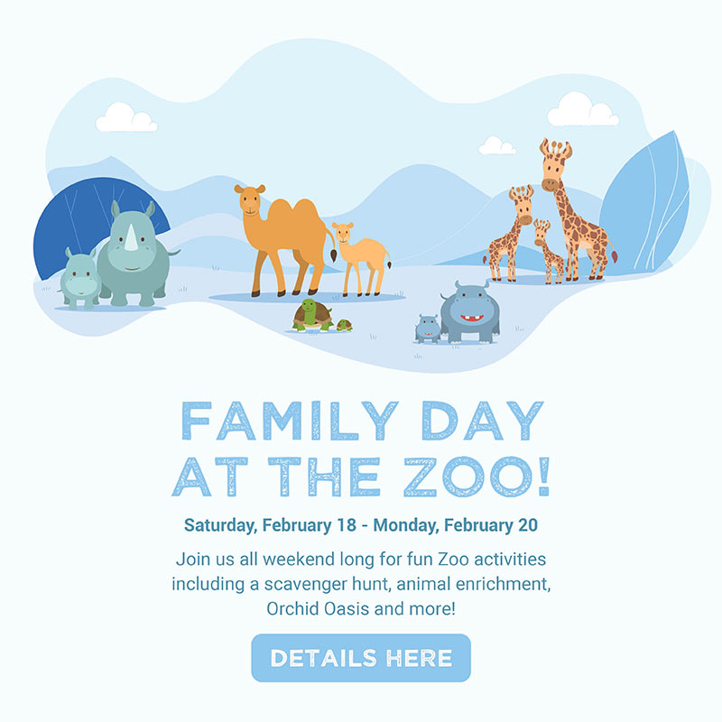 FAMILY DAY AT THE ZOO! Saturday Feburary 18 to Monday Feburary 20! Join us all weekend long for fun Zoo activities including a scavenger hunt, animal enrichment, Orchid Oasis and more! Details here