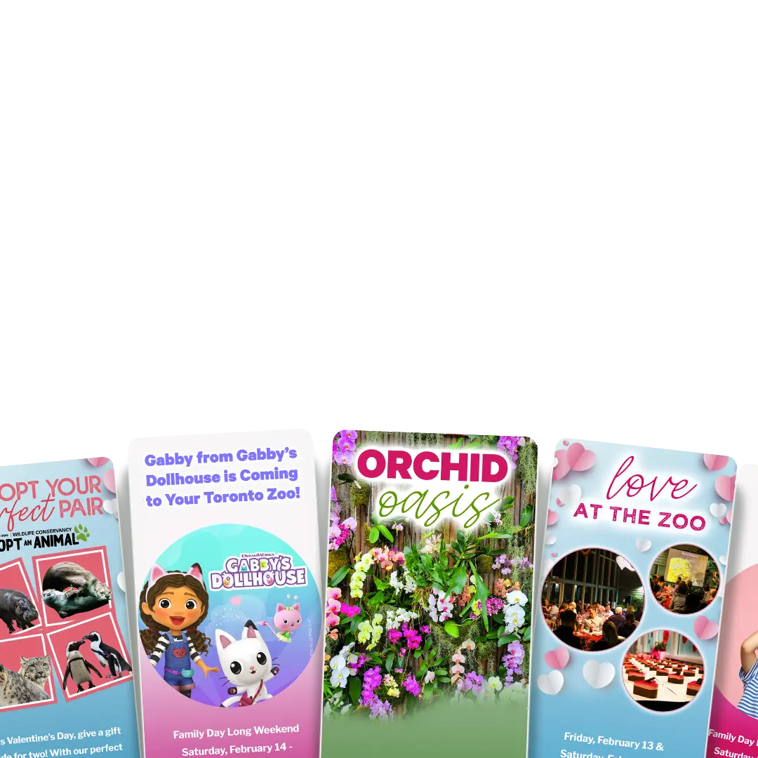 Adopt Your Perfect Pair, Gabby from Gabby's Dollhouse is Coming to Your Toronto Zoo, Orchid Oasis, Love at the Zoo, Love at the Zoo Kids Edition'