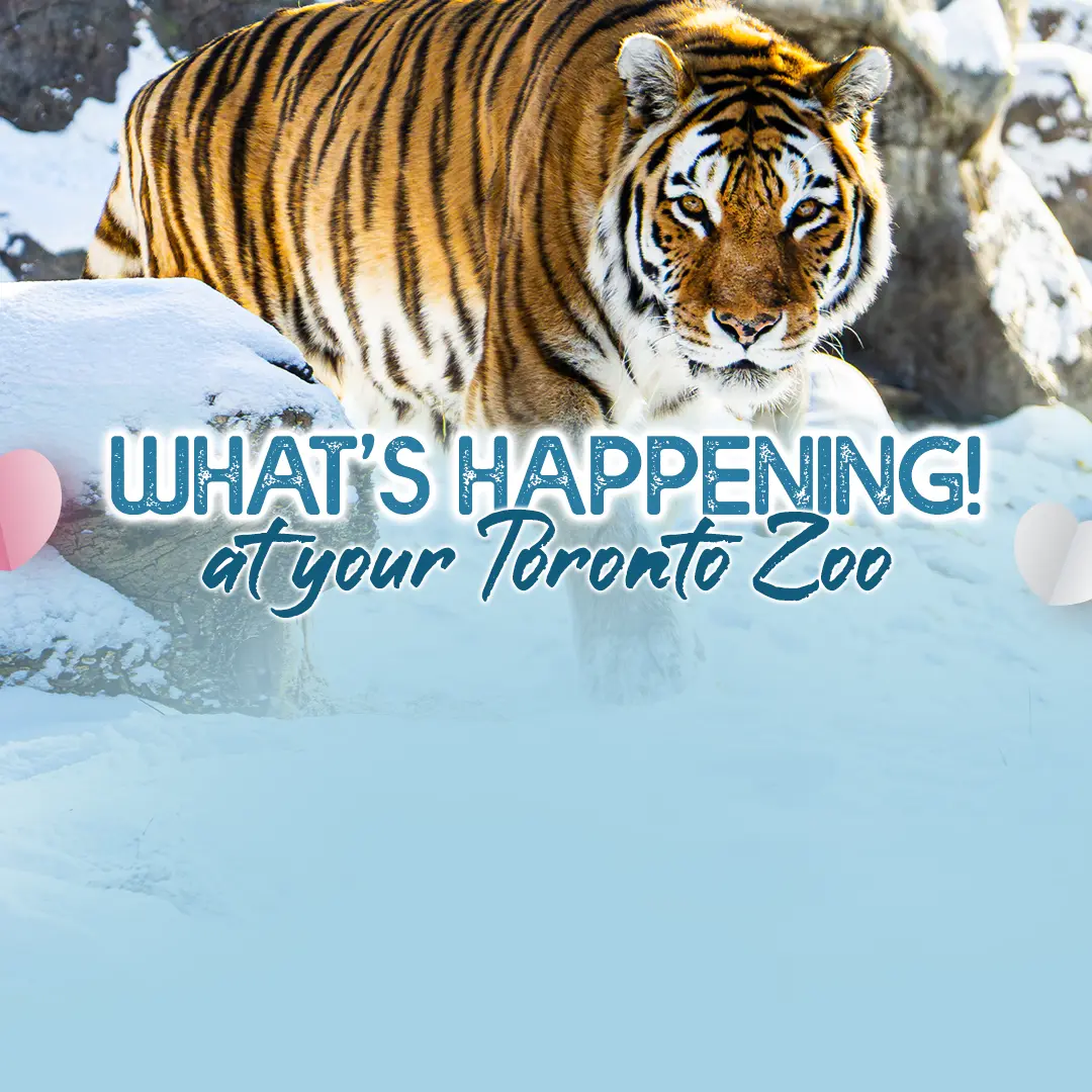 What's Happening at Your Toronto Zoo'