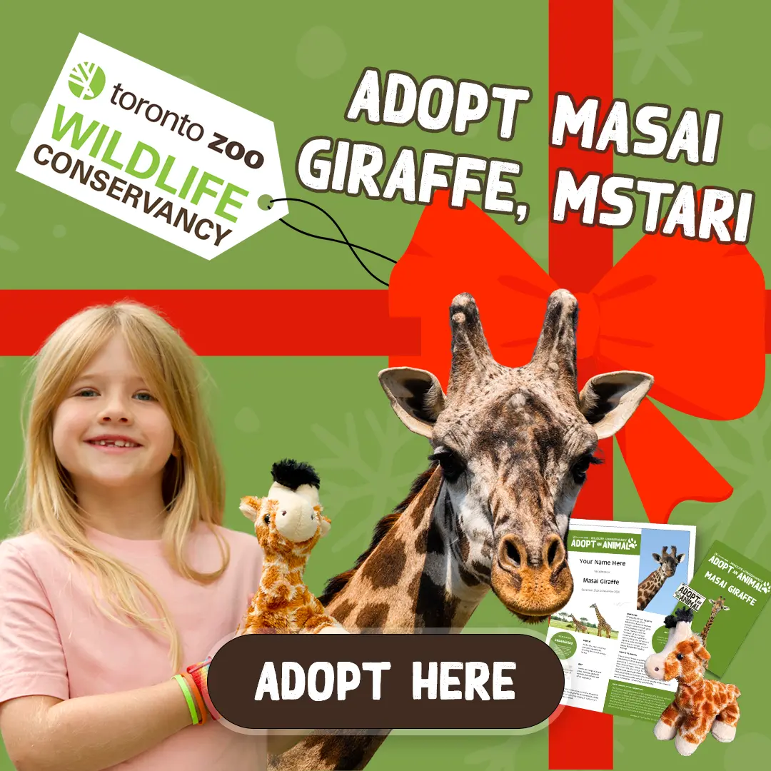 Toronto Zoo Wildlife Conservancy - Adopt Masai Giraffe, Mstari - Adopt Here