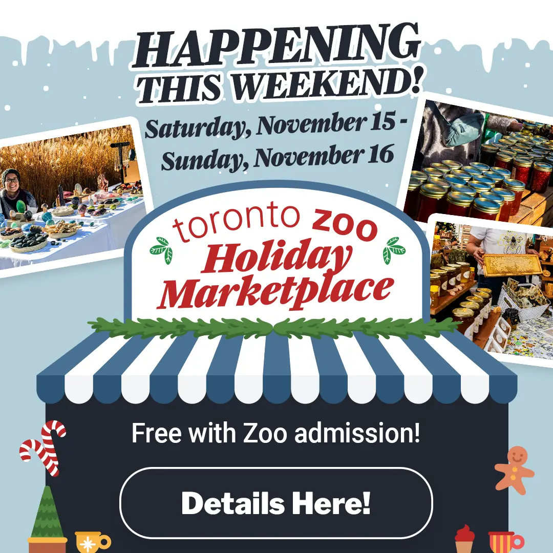 Toronto Zoo Holiday Marketplace - Saturday, November 15 - Sunday, November 16 - Details Here