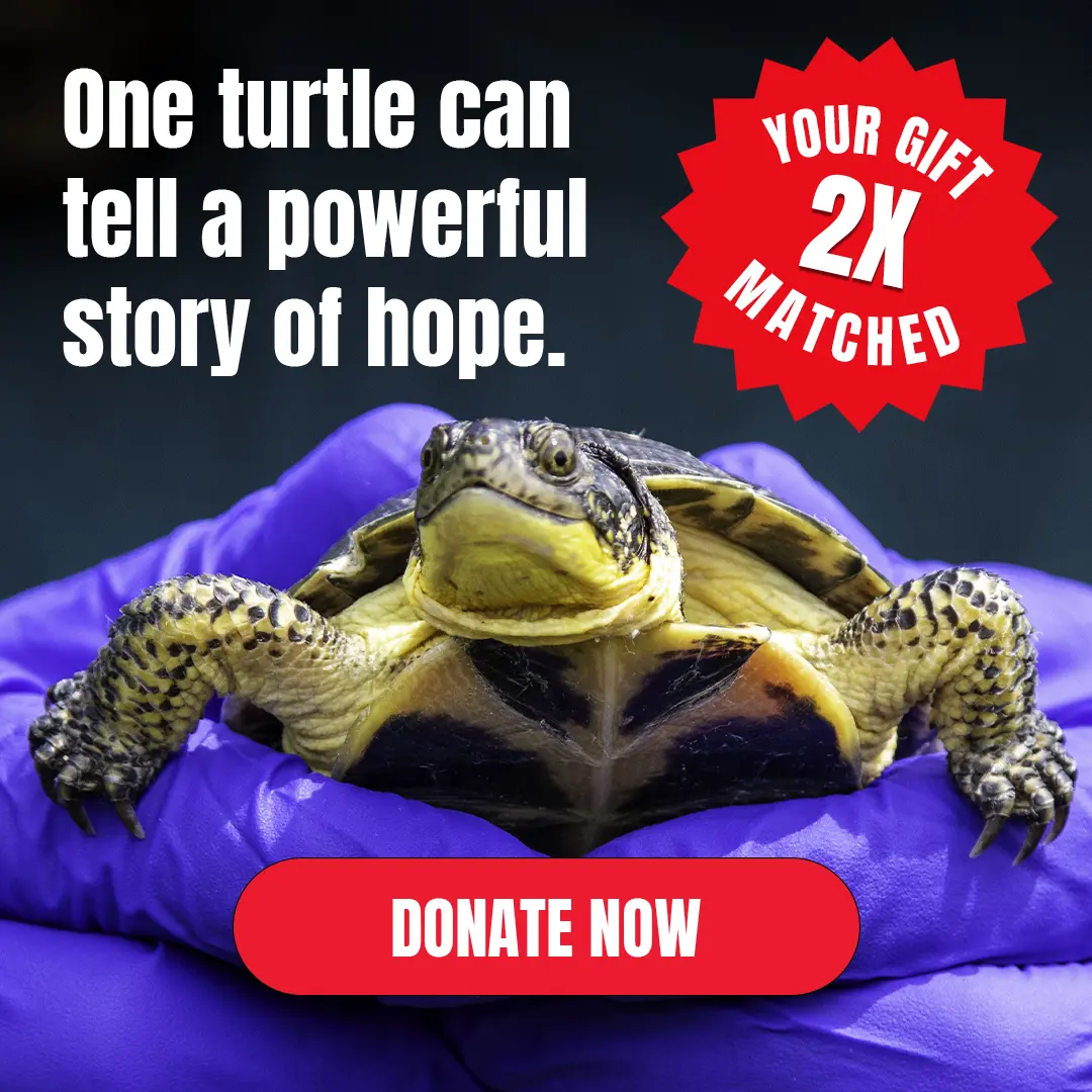 Your Gift 2x Matches - One turtle can tell a powerful story of hope. - Donate Now
