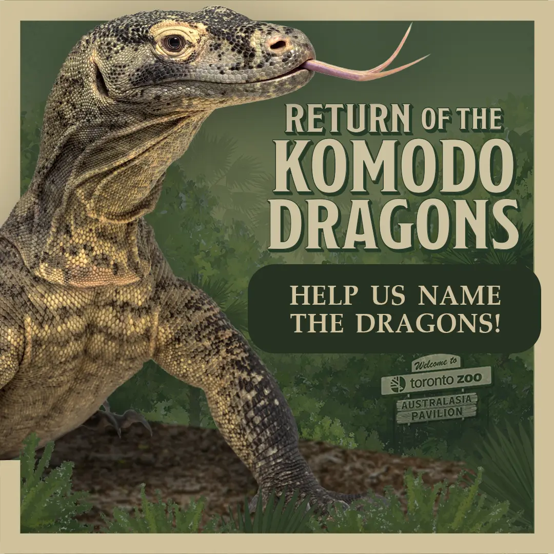 Return of the Komodo Dragons - Help us Name the Dragons!