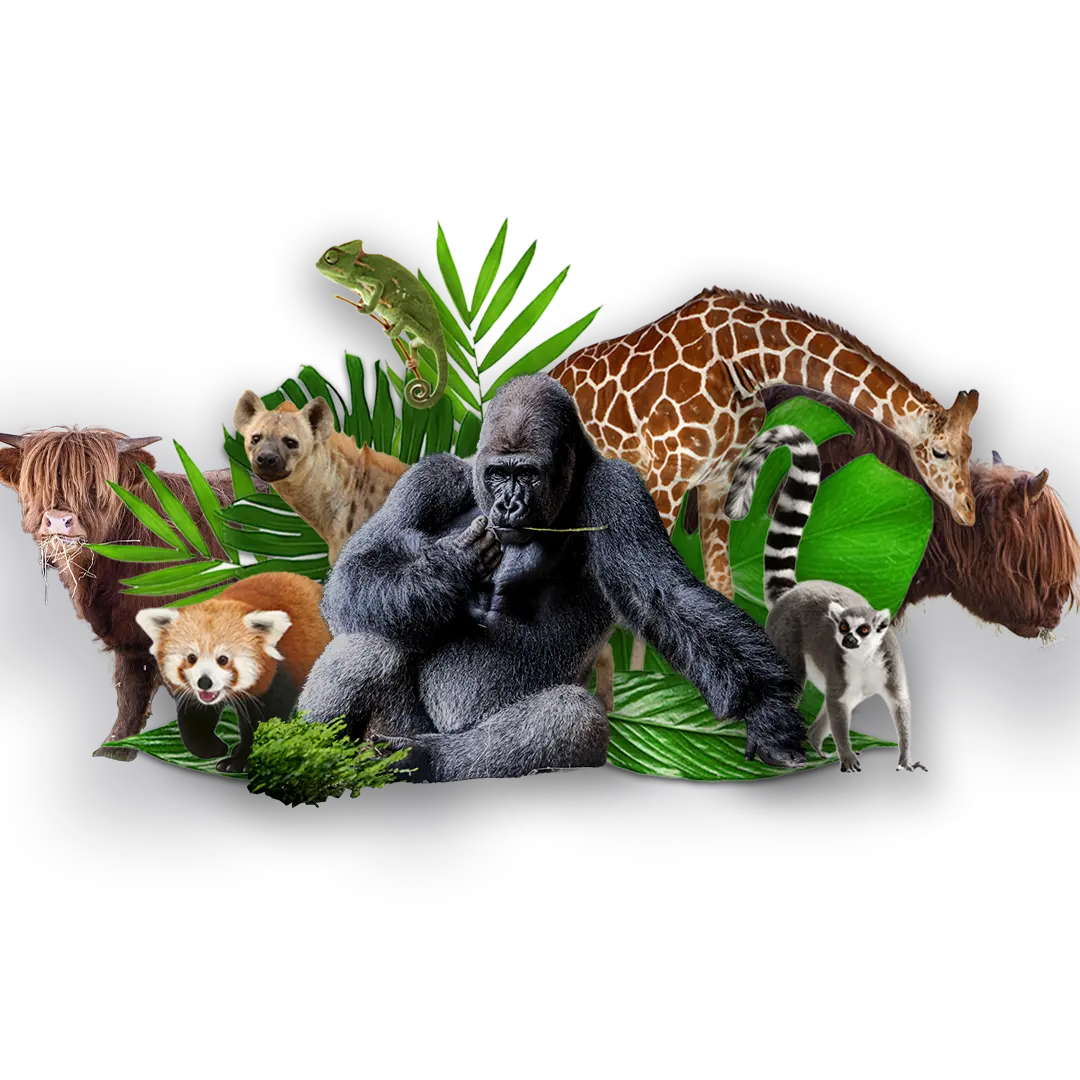 So many animals!