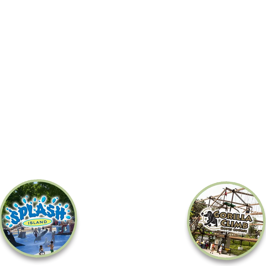 Splash Island - Cool Of Daily - Gorilla Climb