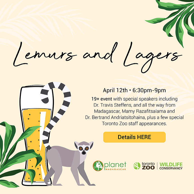 Lemurs and Lagers, April 12, 6:30pm - 9pm, 19+ event with special speakers including Dr. Travis Steffens, and all the way from Madegascar, Mamy Razafitsalama and Dr. Bertrand Andriatsitohaina, plus a few special Toronto Zoo staff appearances. Details Here
