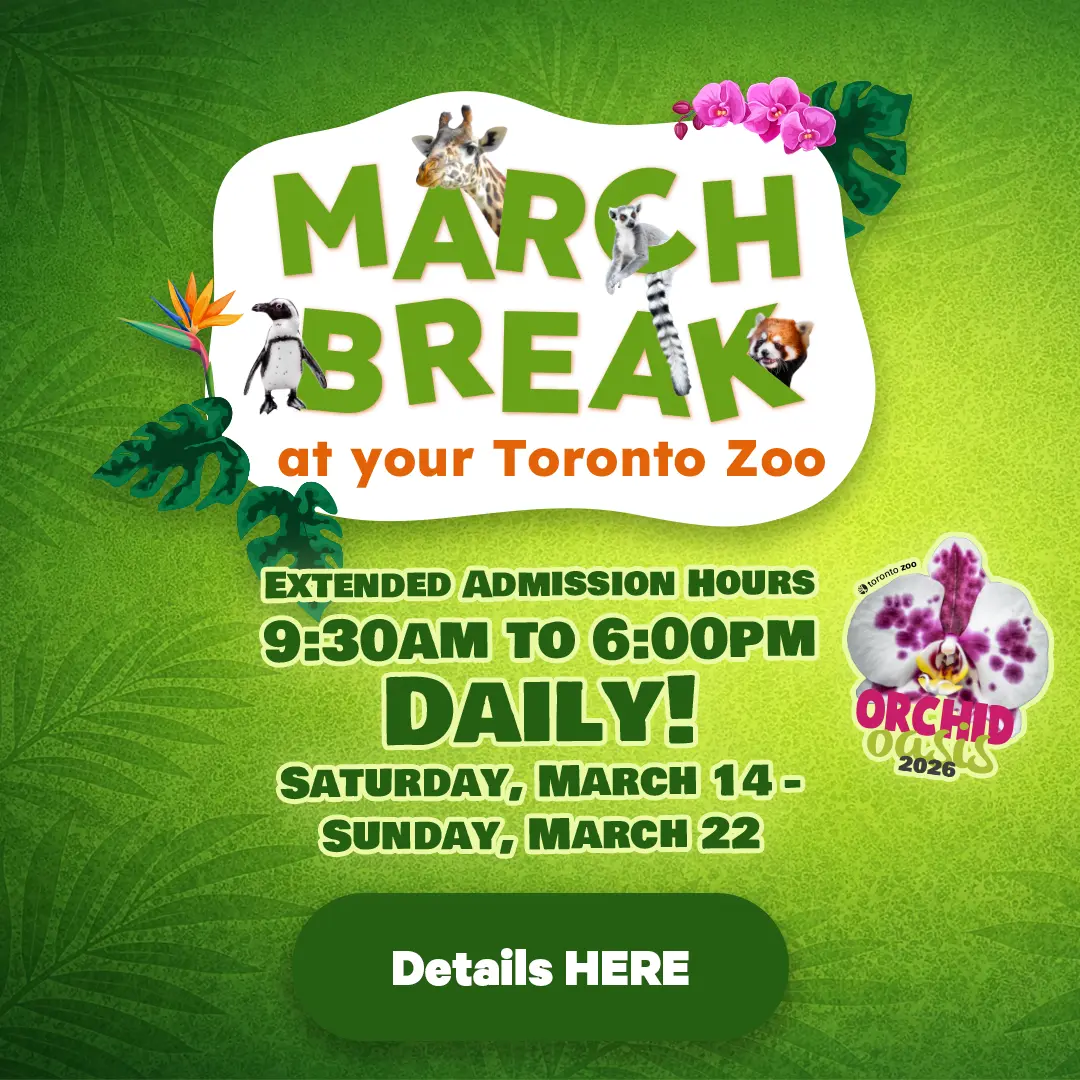 March Break at your Toronto Zoo - Extendedd Admission Hours 9:30am - 6:30pm Daily! - Saturday, March 14 - Sunday, March 22 - Details Here