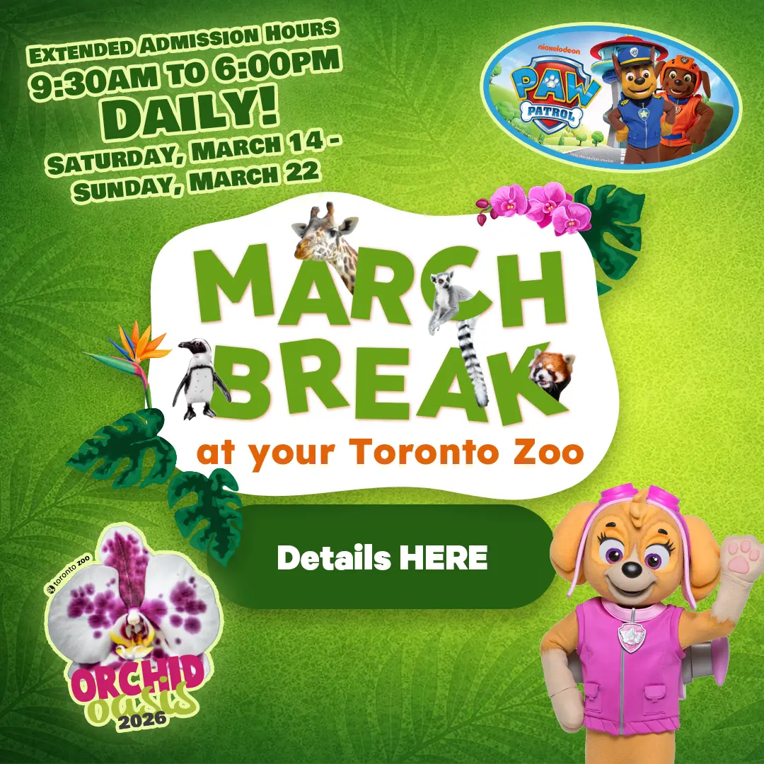 March Break at your Toronto Zoo - Extendedd Admission Hours 9:30am - 6:30pm Daily! - Saturday, March 14 - Sunday, March 22 - Details Here