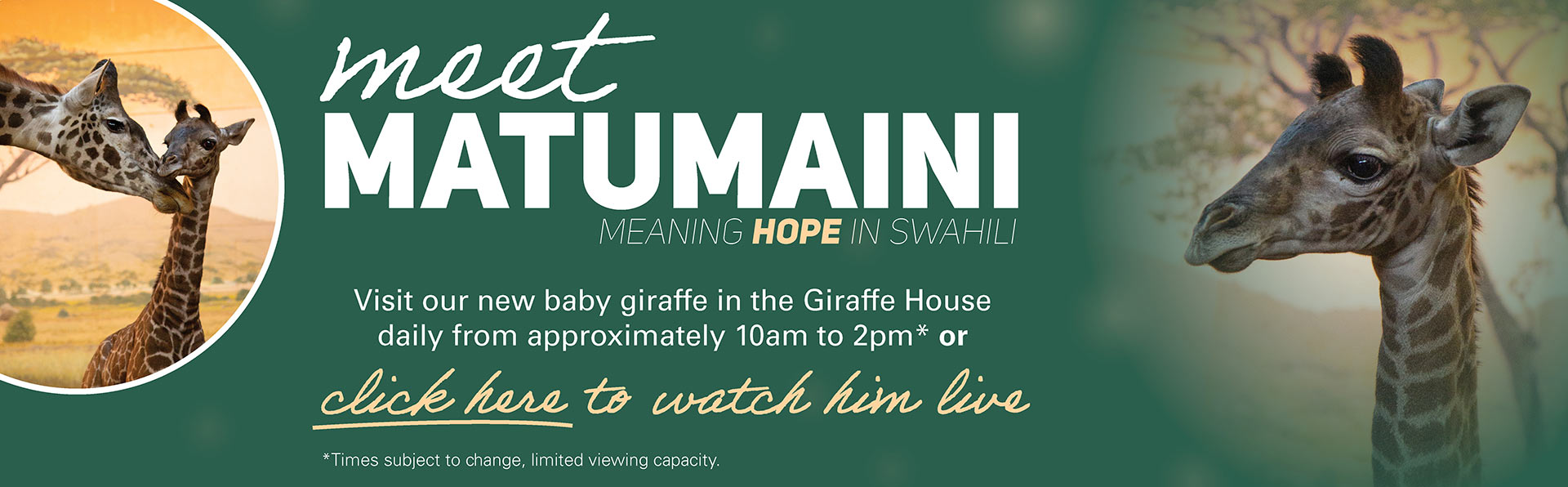 Meet Matumaini - Meaning Hope in Swahili - Visit our new baby giraffe in the Giraffe House daily from approximately 10am to 2pm* or