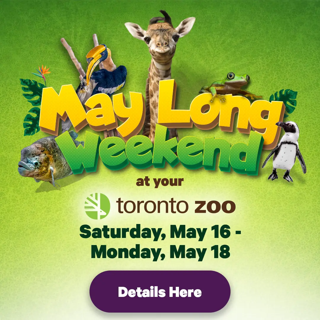 May Long Weekend at your Toronto Zoo - Extended Admission Hours 9:30am - 7:00pm Daily! - Saturday, May 16 - Monday, May 18 - Details Here