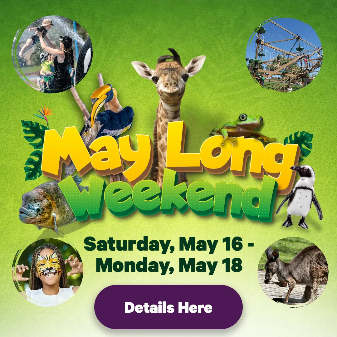 May Long Weekend at your Toronto Zoo - Extended Admission Hours 9:30am - 7:00pm Daily! - Saturday, May 16 - Monday, May 18 - Details Here