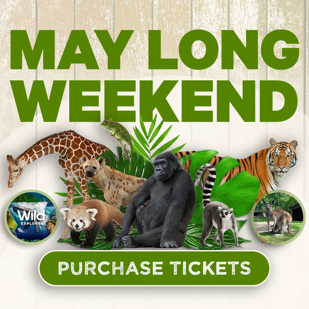 MAY LONG WEEKEND  - Details Here