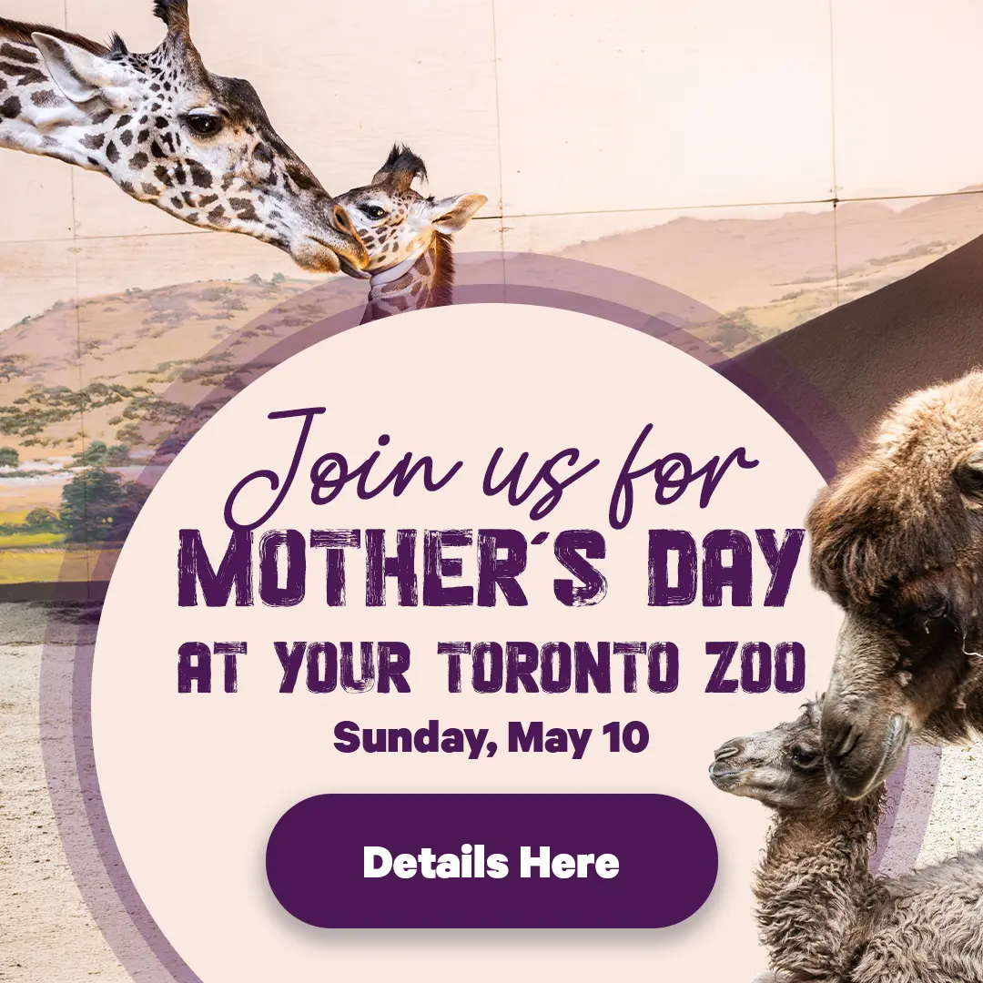 Join Us for Mother's Day at Your Toronto Zoo - May 10  - Details Here