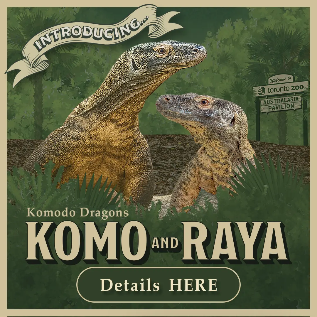 Introducing... Komodo Dragons Komo and Raya - Details Here