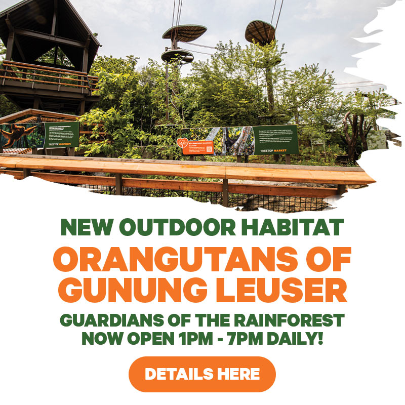 NEW OUTDOOR HABITAT - ORANGUTANS OF GUNUNG LEUSER GUARDIANS OF THE RAINFOREST - NOW OPEN DAILY! - Details Here