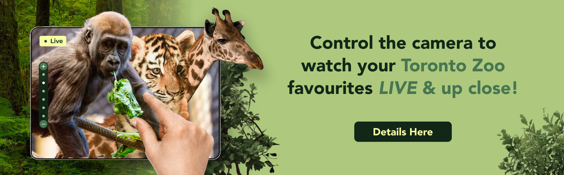 Control the camera to watch your Toronto Zoo favorites live and up close!