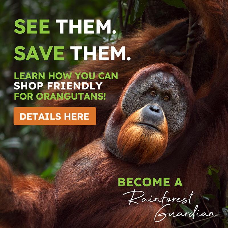 SEE THEM. SAVE THEM. LEARN HOW YOU CAN SHOP FRIENDLY FOR ORANGUTANS - Details Here