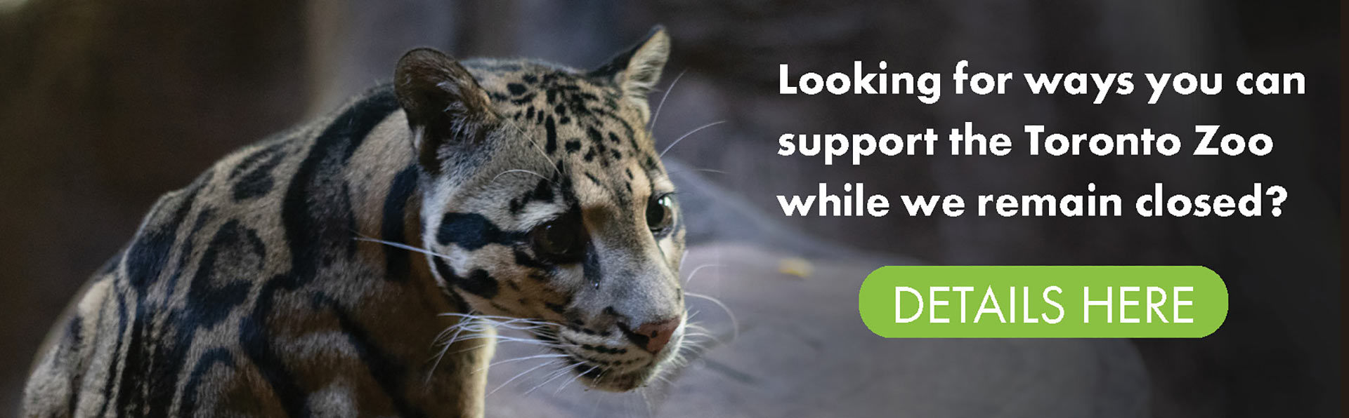 Looking for ways you can support the Toronto Zoo while we remain closed?