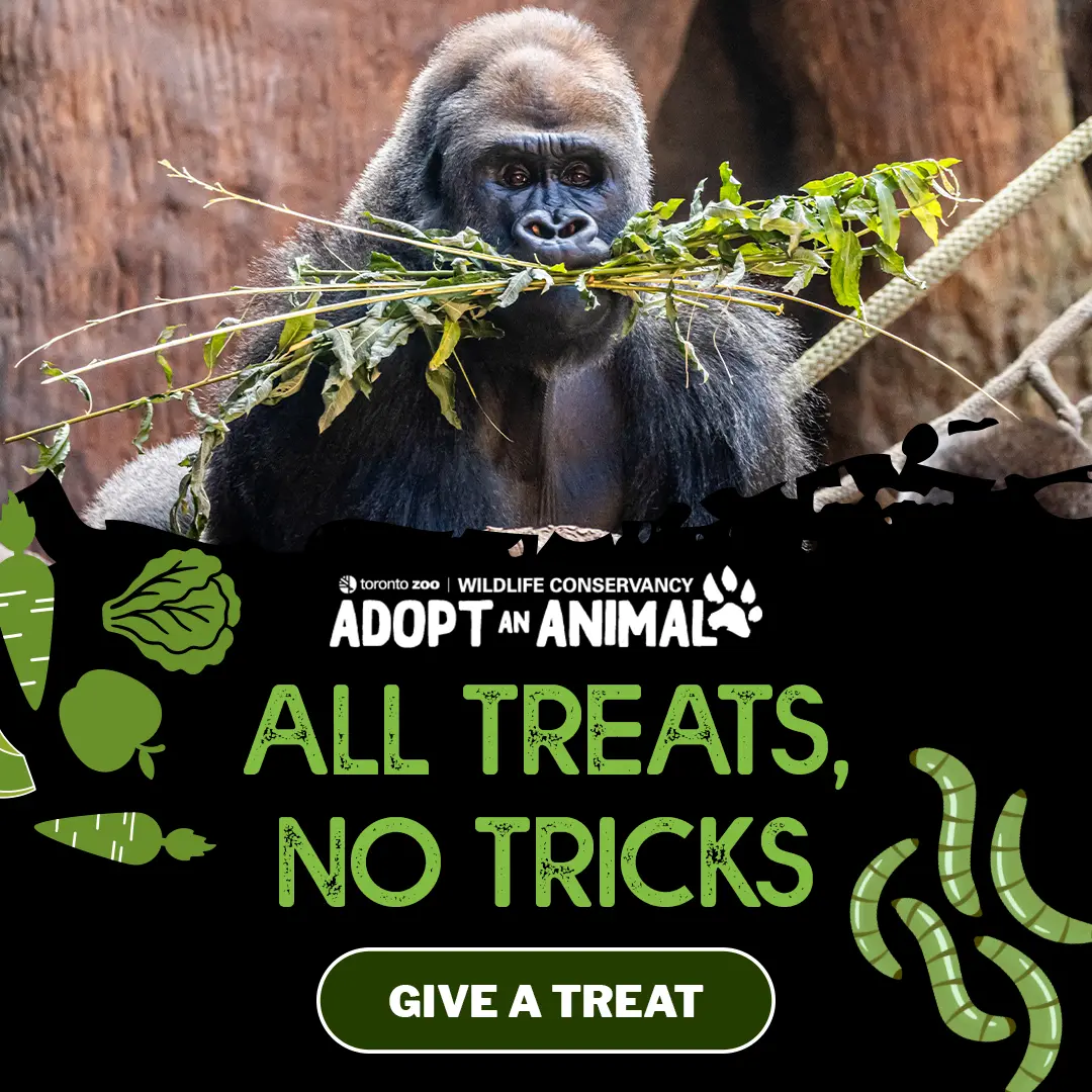 Toronto Zoo Wildlife Conservancy - Adopt An Animal - All Tricks, No Treats - Give a Treat