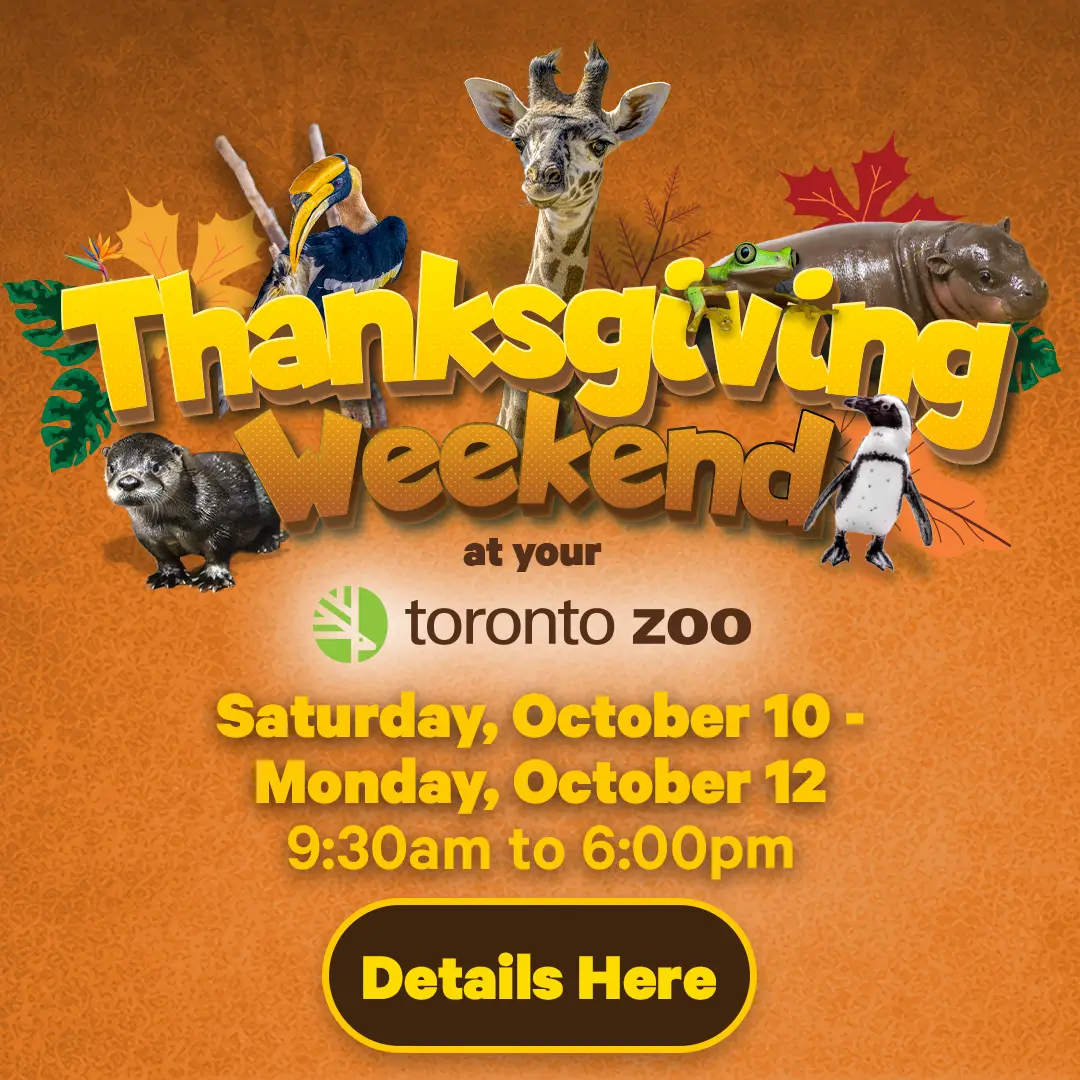 Thanksgiving Weekend at your Toronto Zoo - Saturday, October 10 - Monday, October 12 - 9:30am to 6:00pm - Details Here