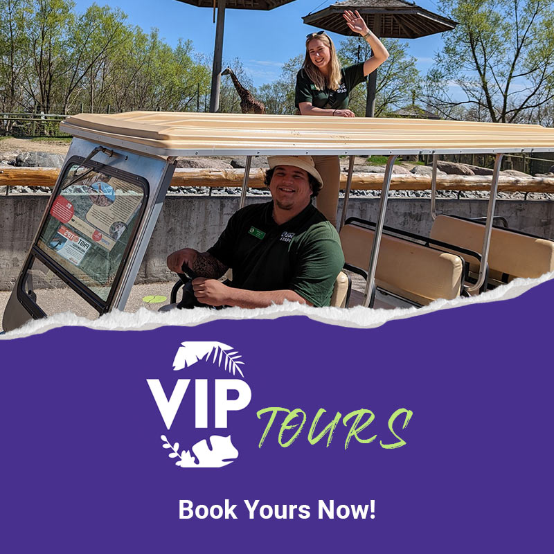 VIP TOURS - BOOK YOURS NOW