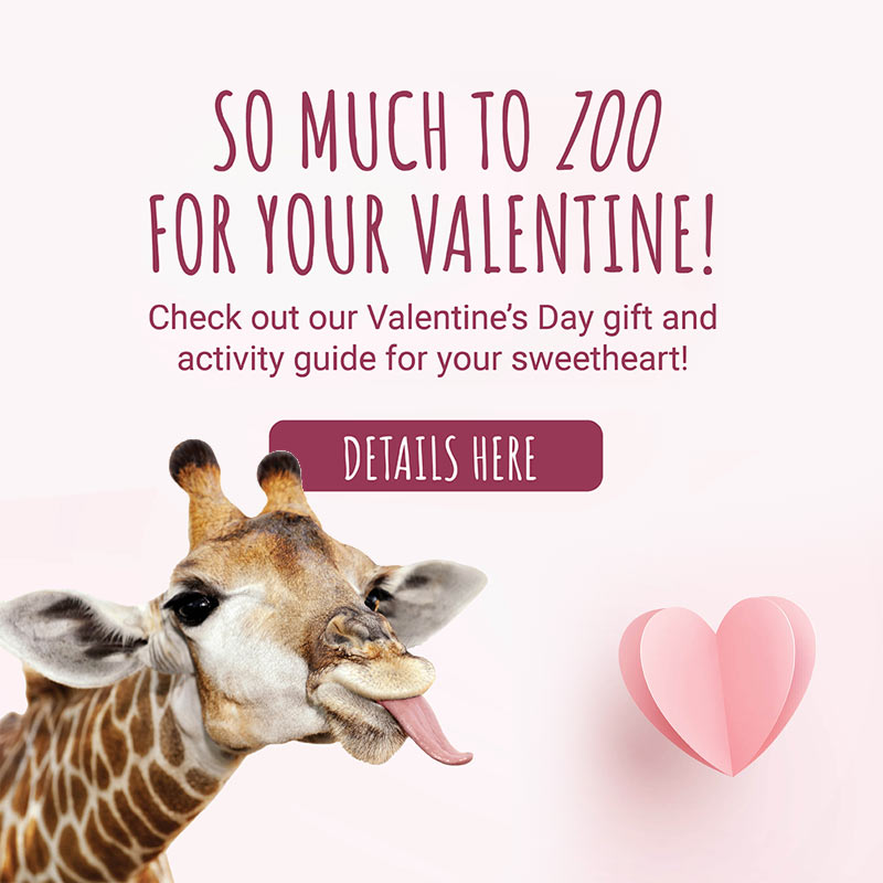 So much to Zoo for your Valentine! Check out your valentine's day gift and activity guide for your sweet heart! Details here