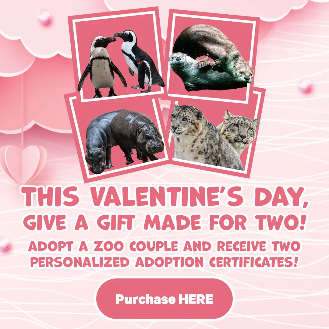 This Valentine’s Day, give a gift made for two! - Adopt a Zoo couple and receive two personalized adoption certificates!- Purchase Here