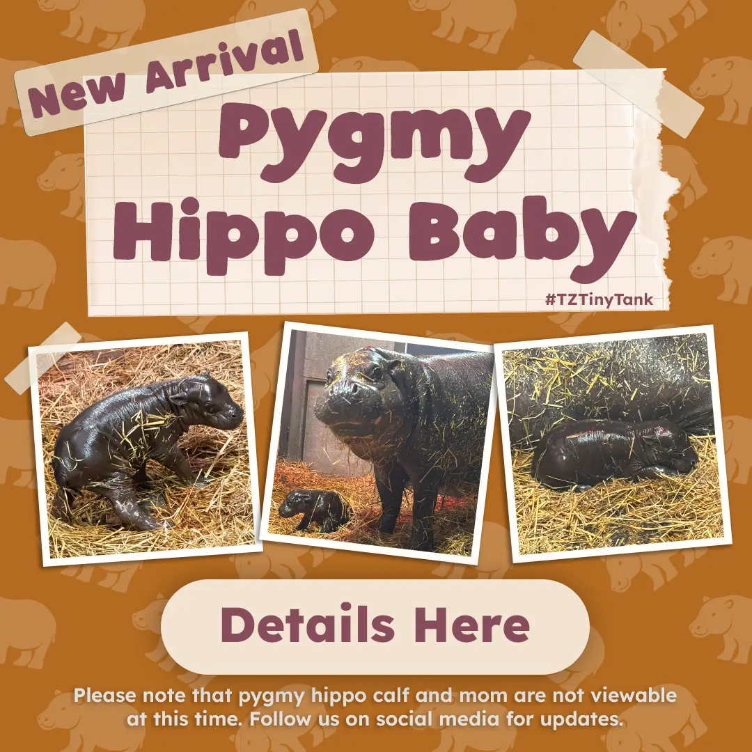 New Arrival Pygmy Hippo Baby #TZTinyTank Details Here