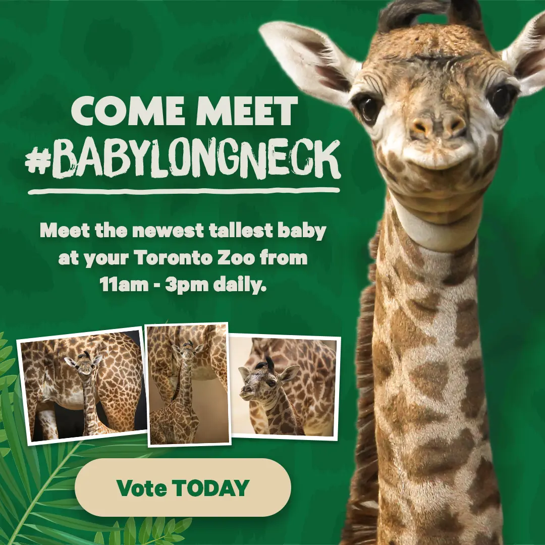 #BabyLongLegs NEEDS A NAME - Come meet #BabyLongLegs this March Break, starting Friday, March 13th! And help us give her a name - Vote TODAY