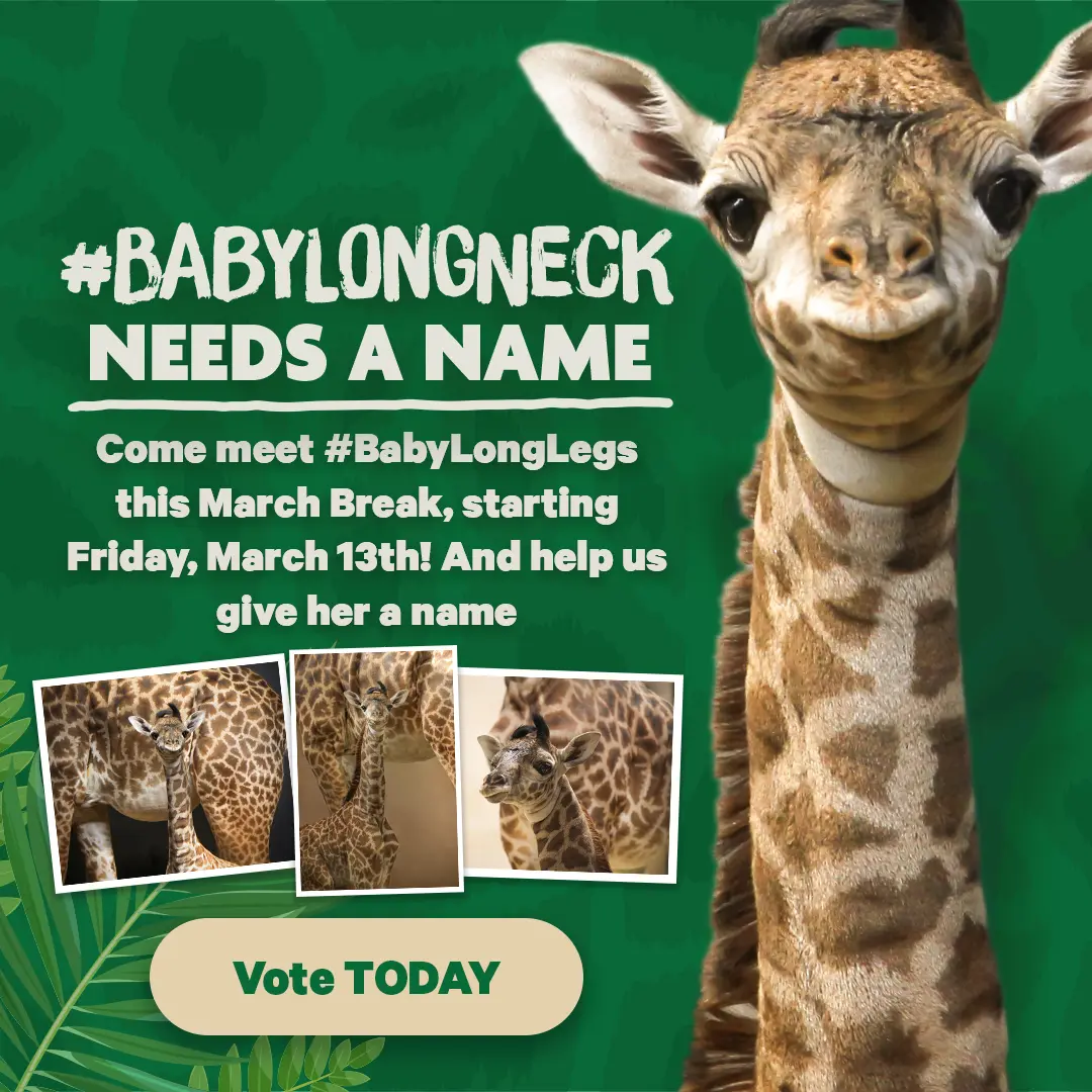 #BabyLongLegs NEEDS A NAME - Come meet #BabyLongLegs this March Break, starting Friday, March 13th! And help us give her a name - Vote TODAY