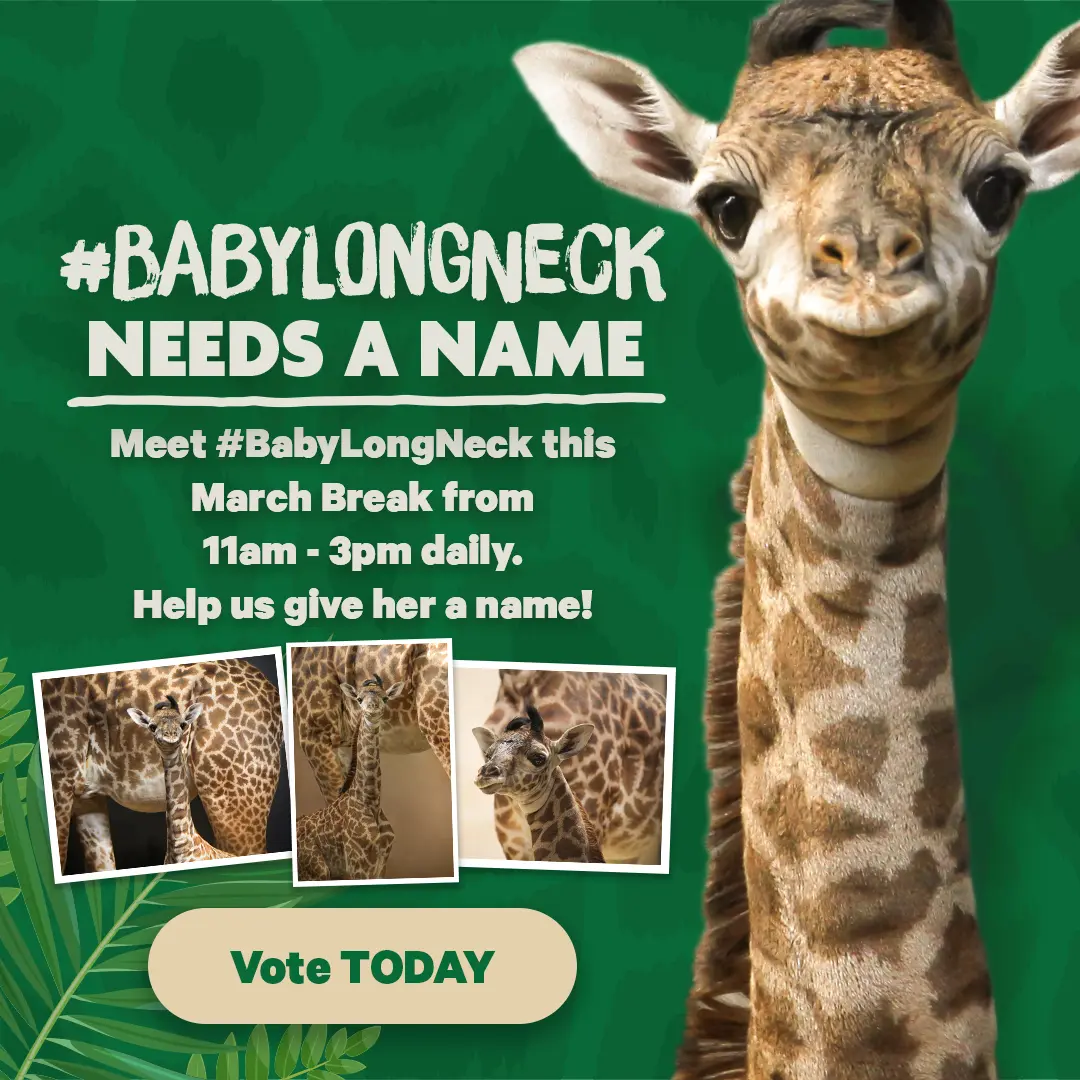 #BabyLongLegs NEEDS A NAME - Come meet #BabyLongLegs this March Break, starting Friday, March 13th! And help us give her a name - Vote TODAY