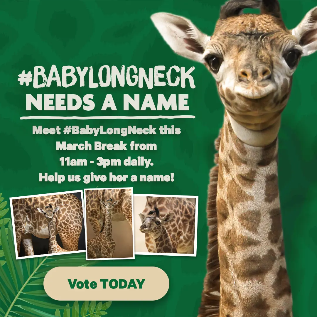 #BabyLongLegs NEEDS A NAME - Come meet #BabyLongLegs this March Break, starting Friday, March 13th! And help us give her a name - Vote TODAY