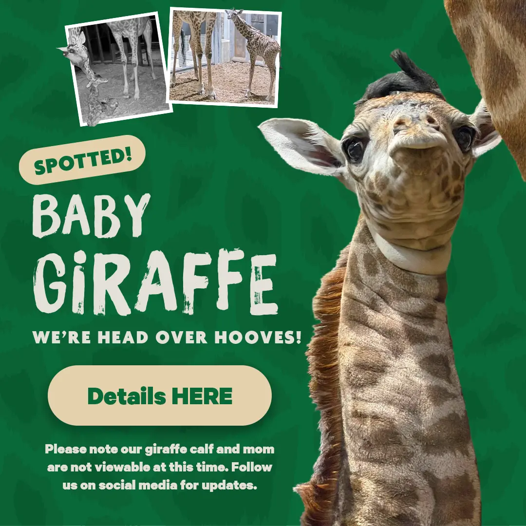 Spotted! Baby Giraffe! We're head over hooves' - Details Here