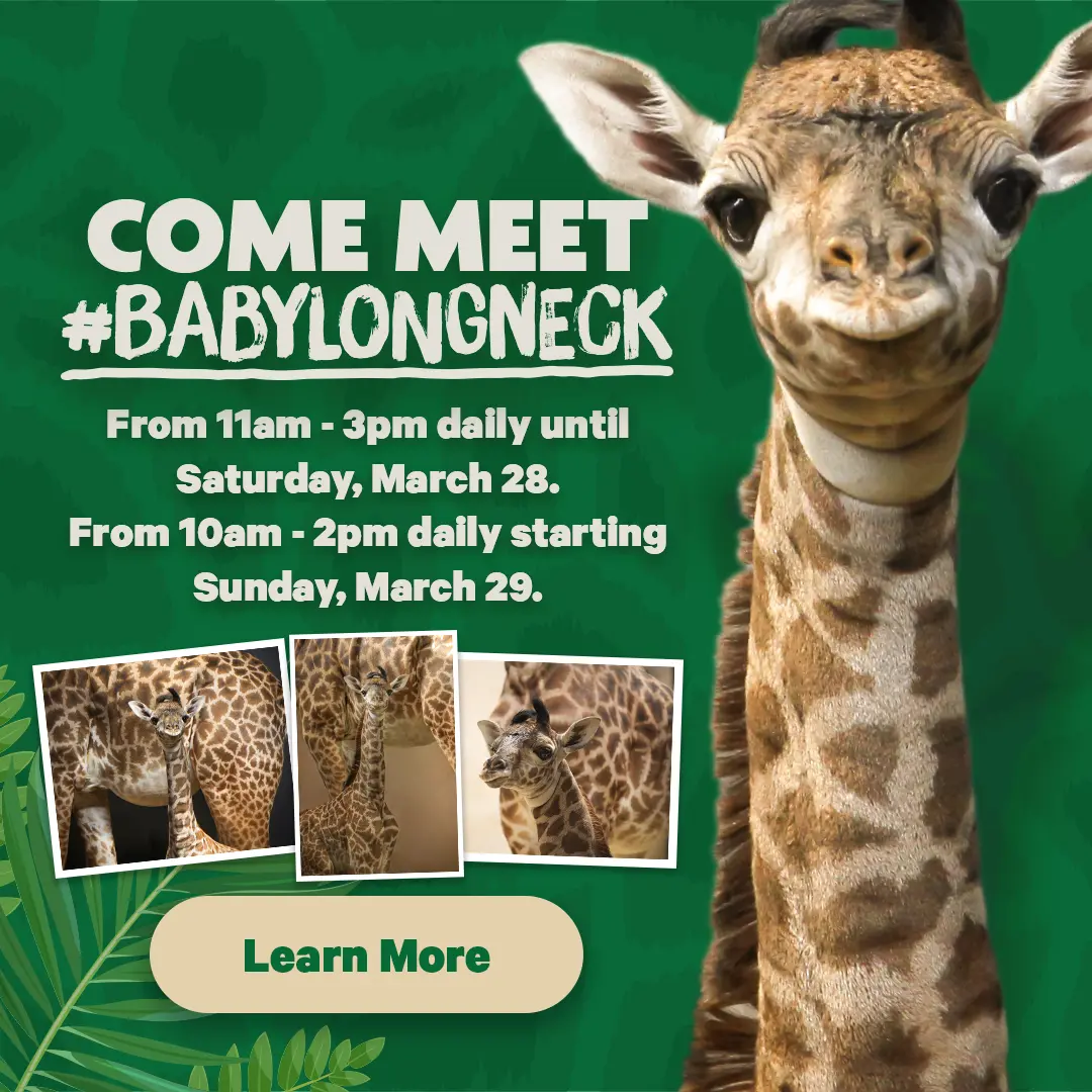 Come Meet #BabyLongLegs - Click here for viewing times - Learn More
