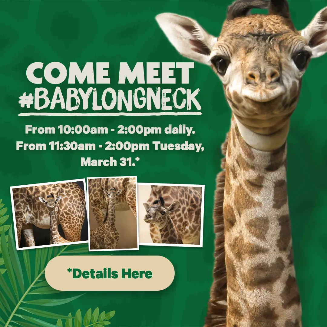 Come Meet #BabyLongLegs - Click here for viewing times - Learn More