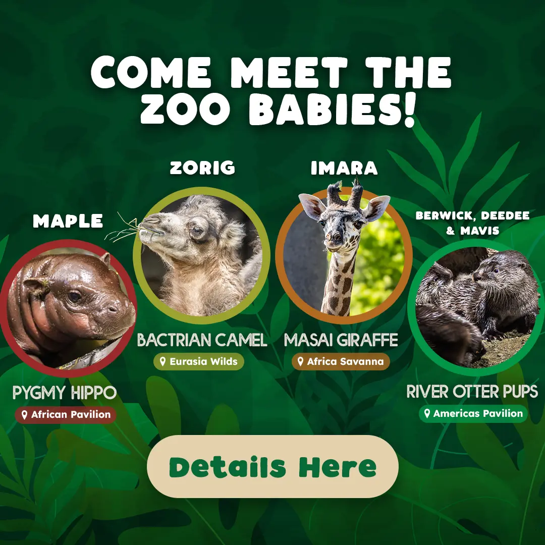 COME MEET YOUR ZOO BABIES! Maple, Pygmy Hippo, African Rainforest Pavilion - Zorig, Bactrian Camel, Eurasia Wild - Imara, Masai Giraffe, Africa Savanna - Berwick, DeeDee, Mavis, River Otter Pups, Americas Pavilion -  Details Here
