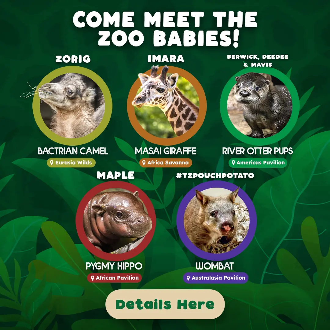 COME MEET YOUR ZOO BABIES! Maple, Pygmy Hippo, African Rainforest Pavilion - Zorig, Bactrian Camel, Eurasia Wild - Imara, Masai Giraffe, Africa Savanna - Berwick, DeeDee, Mavis, River Otter Pups, Americas Pavilion, #TZPouchPotato, Wombat, Australasia Pavilion -  Details Here