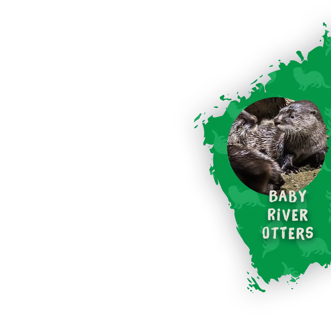 BABY RIVER OTTERS