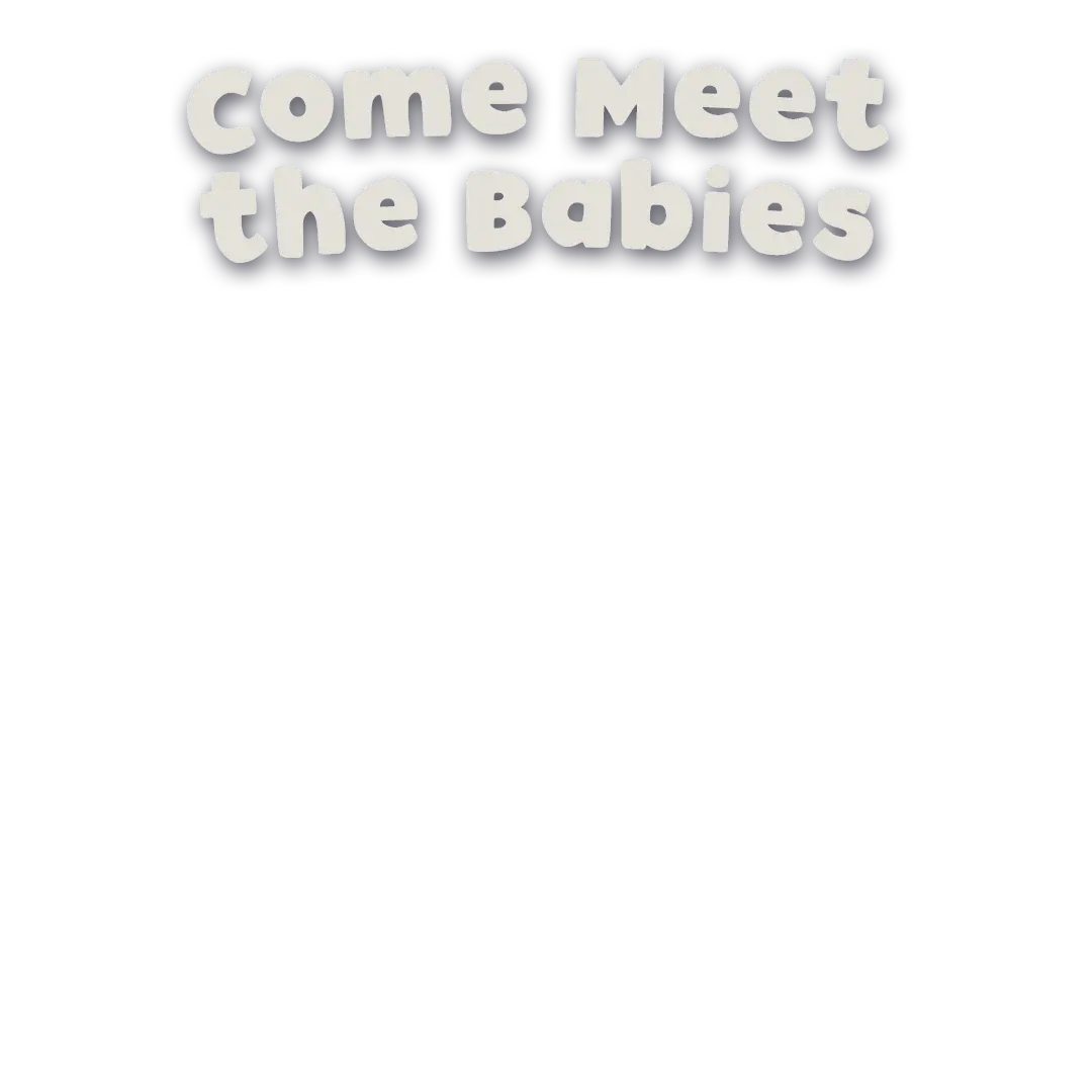 COME MEET THE BABIES